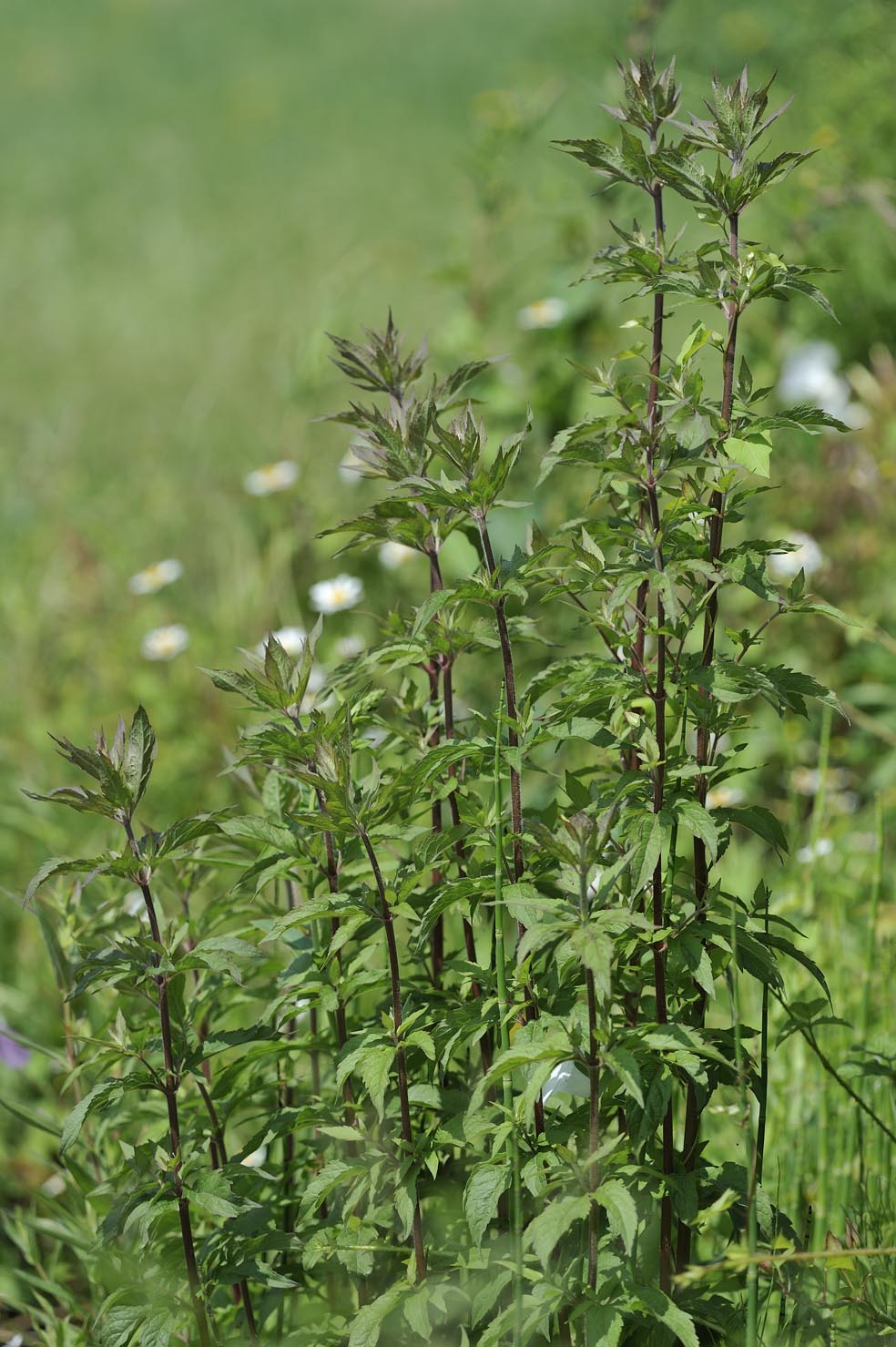 EUPATORIUM cannabinum