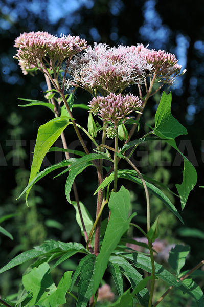 EUPATORIUM cannabinum