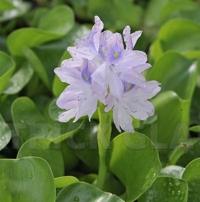 EICHHORNIA crassipes