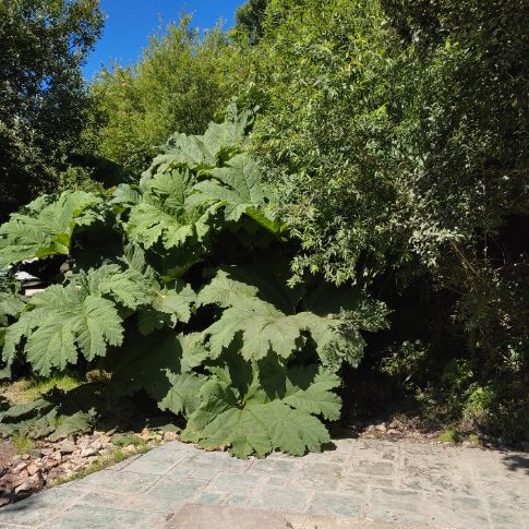 GUNNERA X cryptica