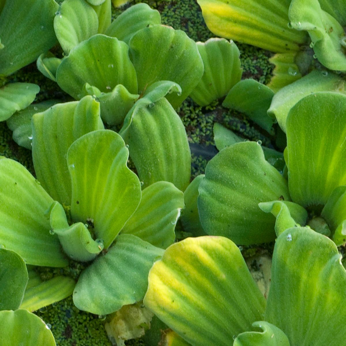 PISTIA stratiotes