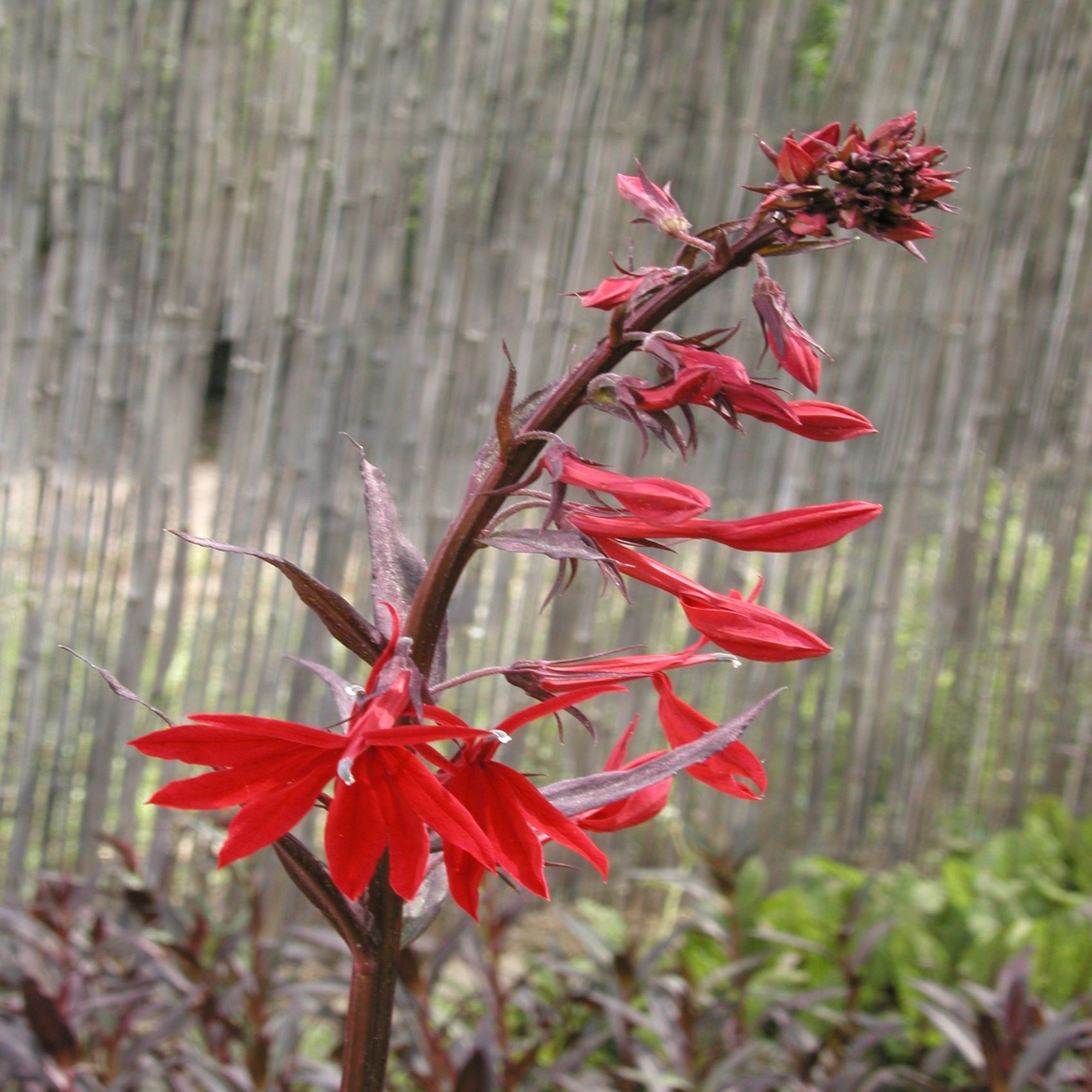 LOBELIA cardinalis \