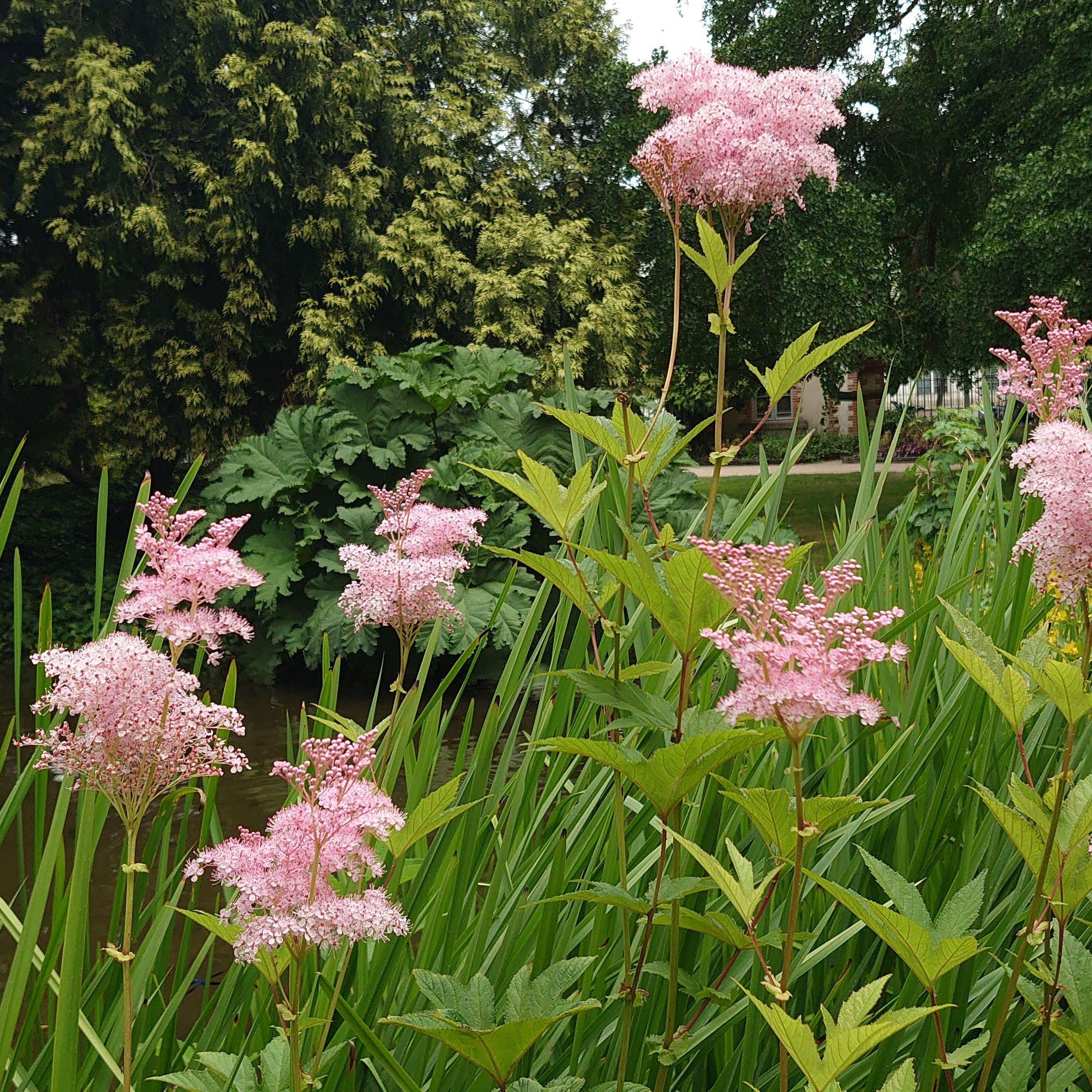 FILIPENDULA rubra