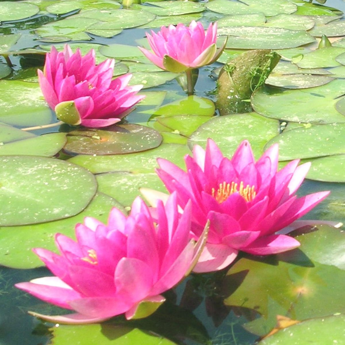 NYMPHAEA \