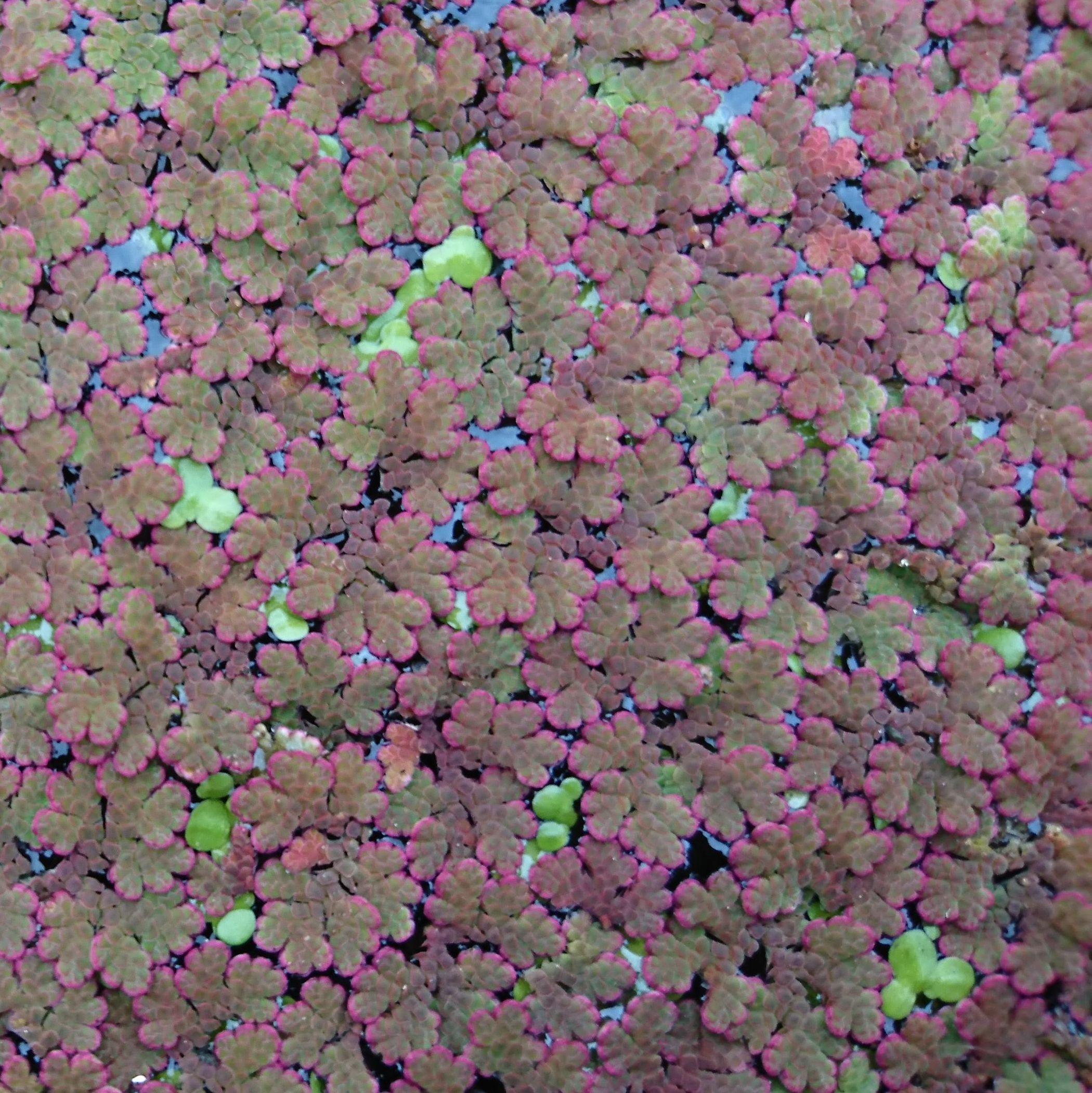 AZOLLA caroliniana 
