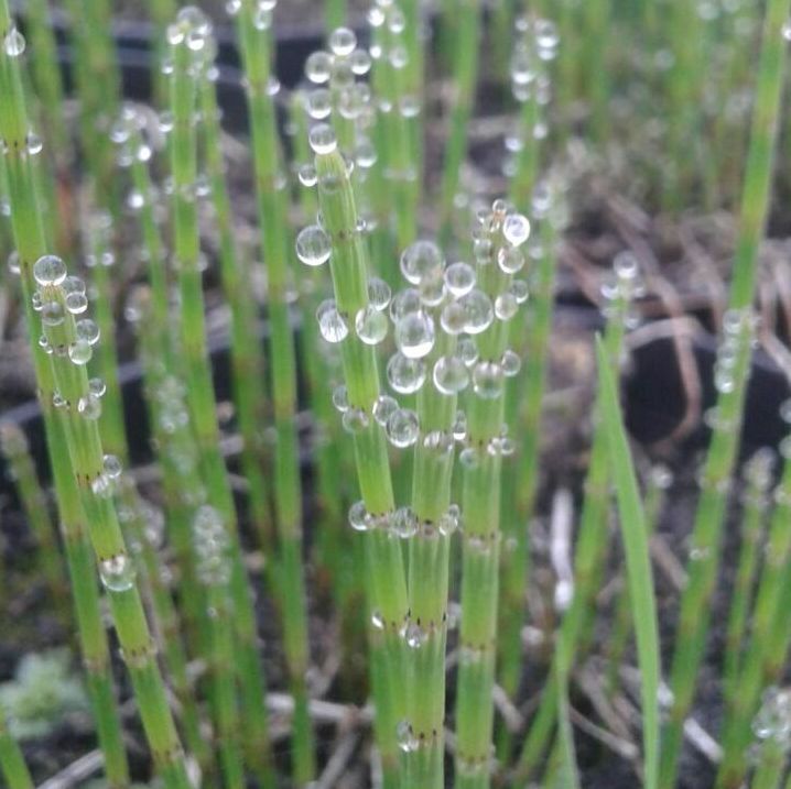 EQUISETUM fluviatile