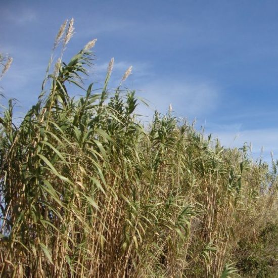 ARUNDO donax