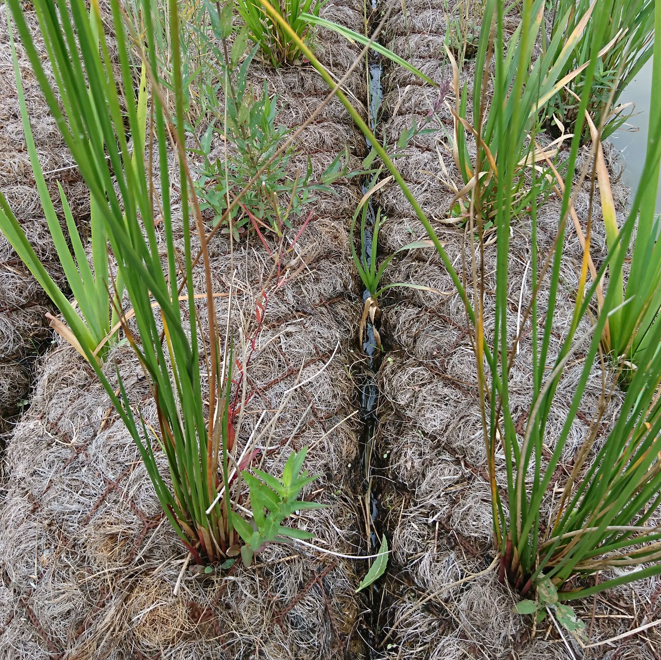 FASCINE coco sèche