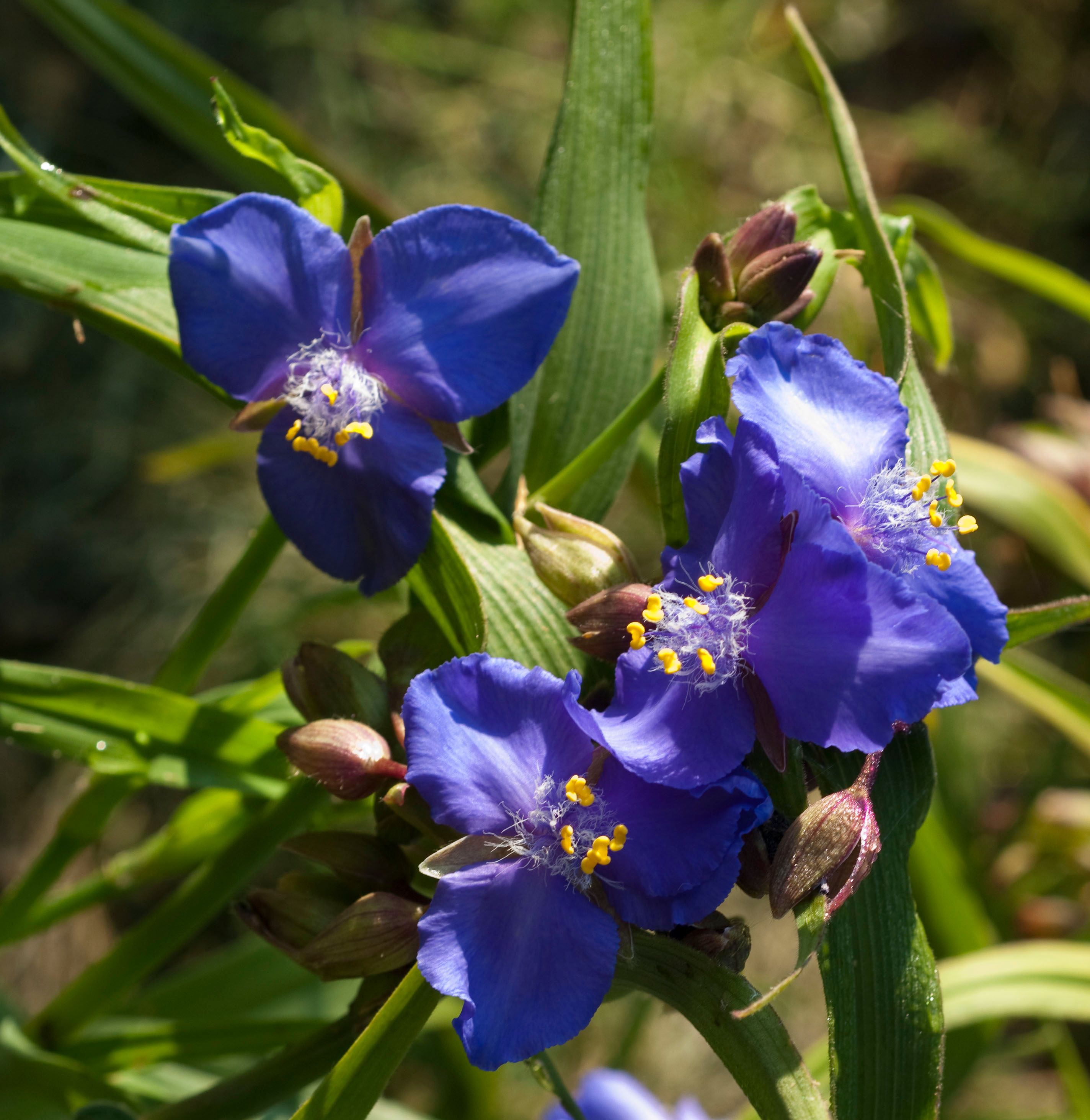 TRADESCANTIA andersoniana