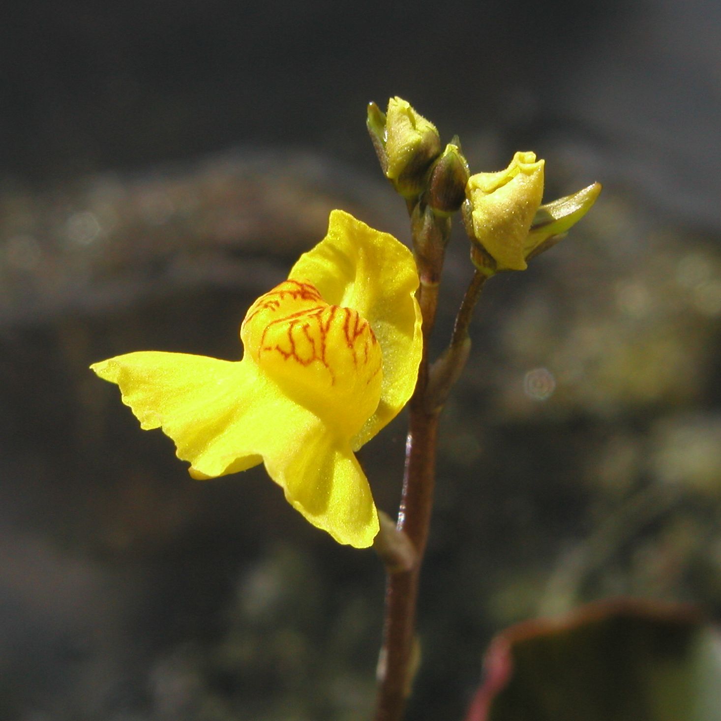 UTRICULARIA vulgaris