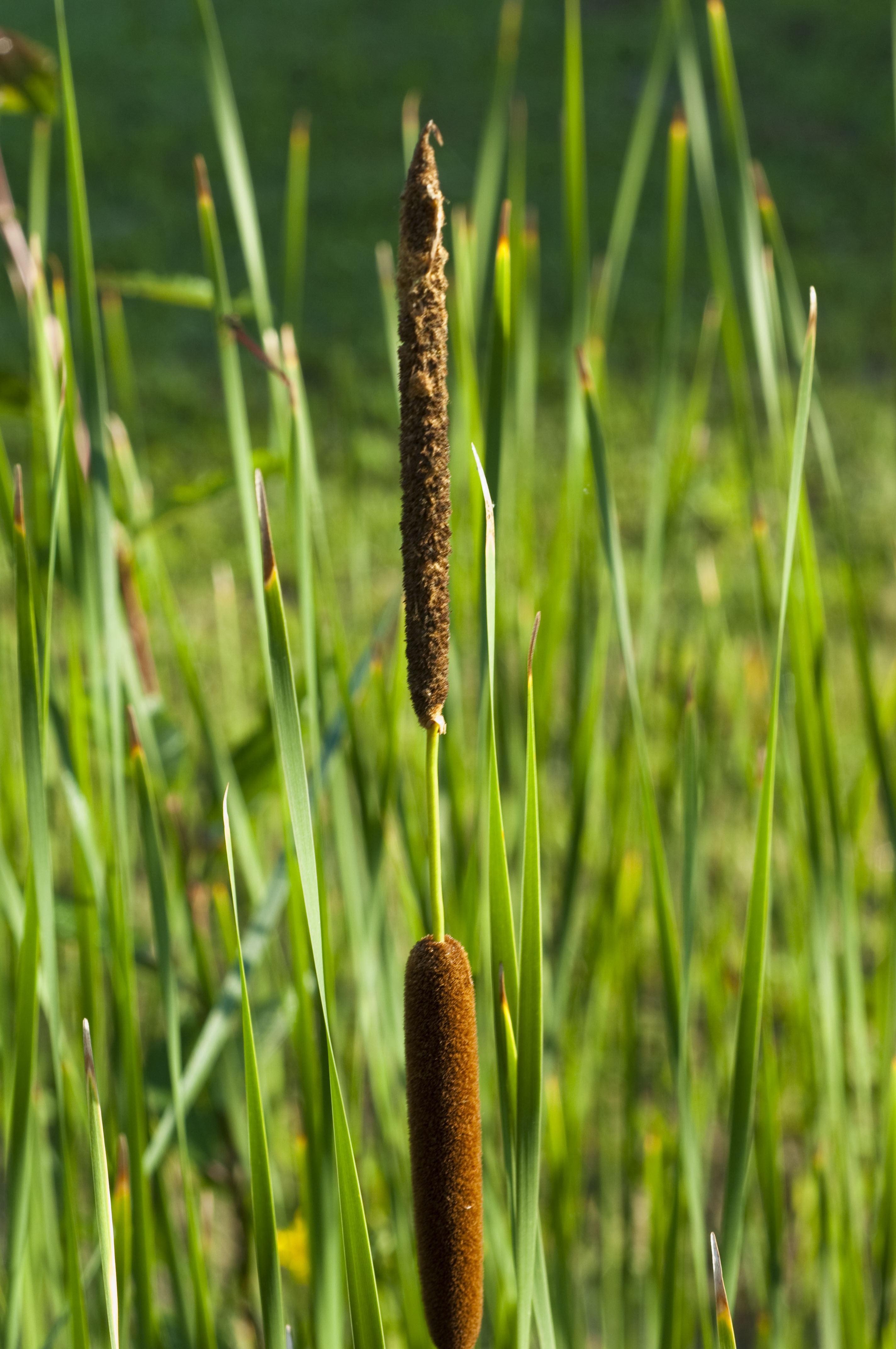 TYPHA angustifolia