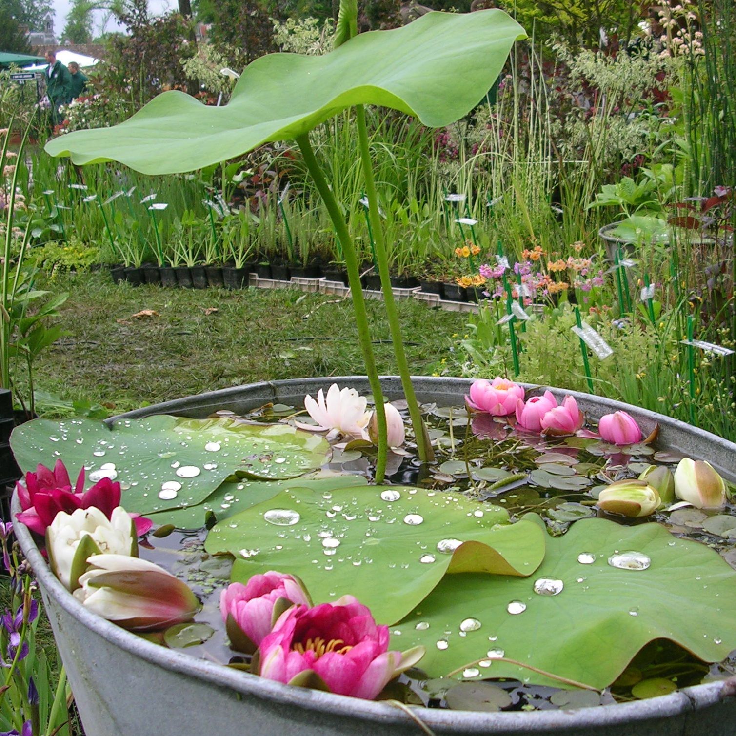 Plantes aquatiques pour épurer le bassin