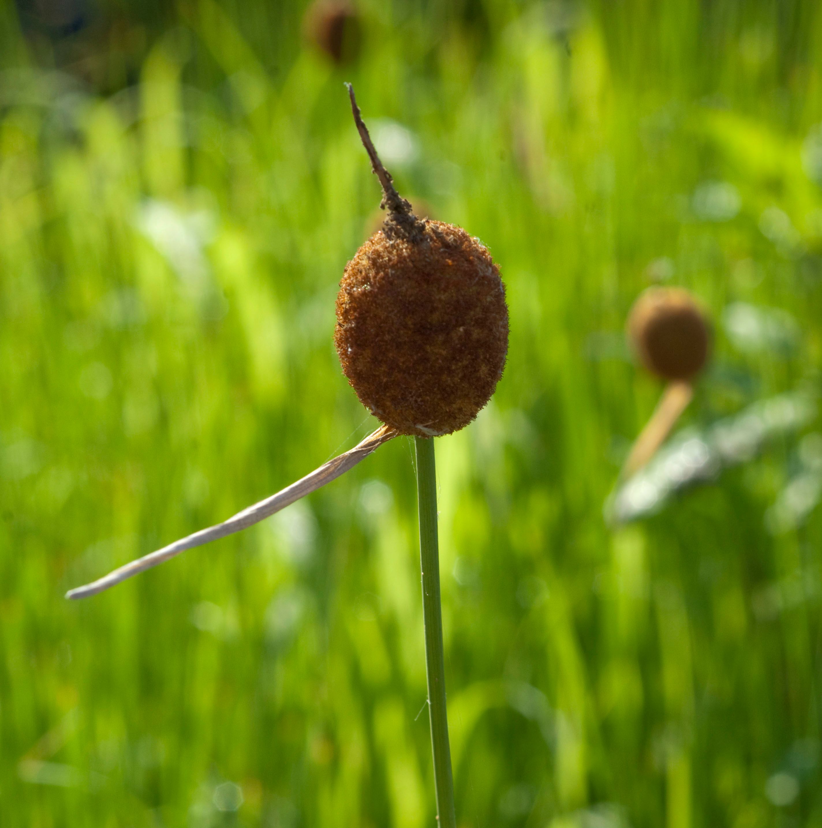 TYPHA minima