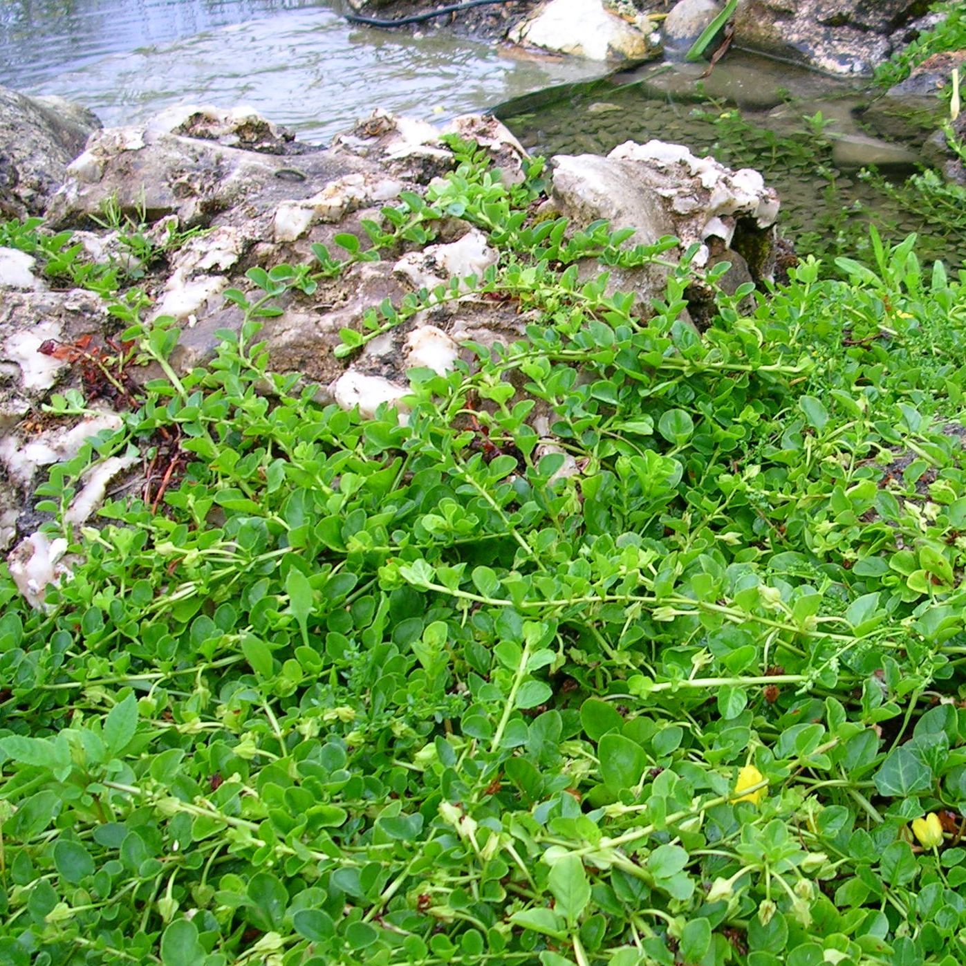 LYSIMACHIA nummularia 