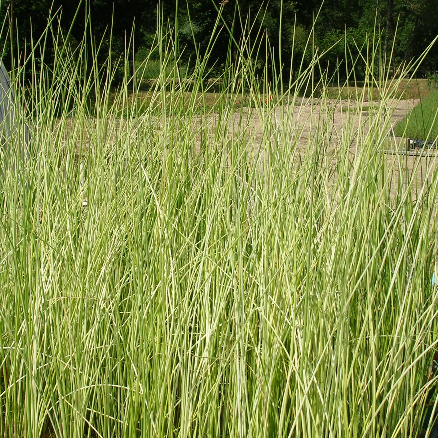 SCIRPUS lacustris \