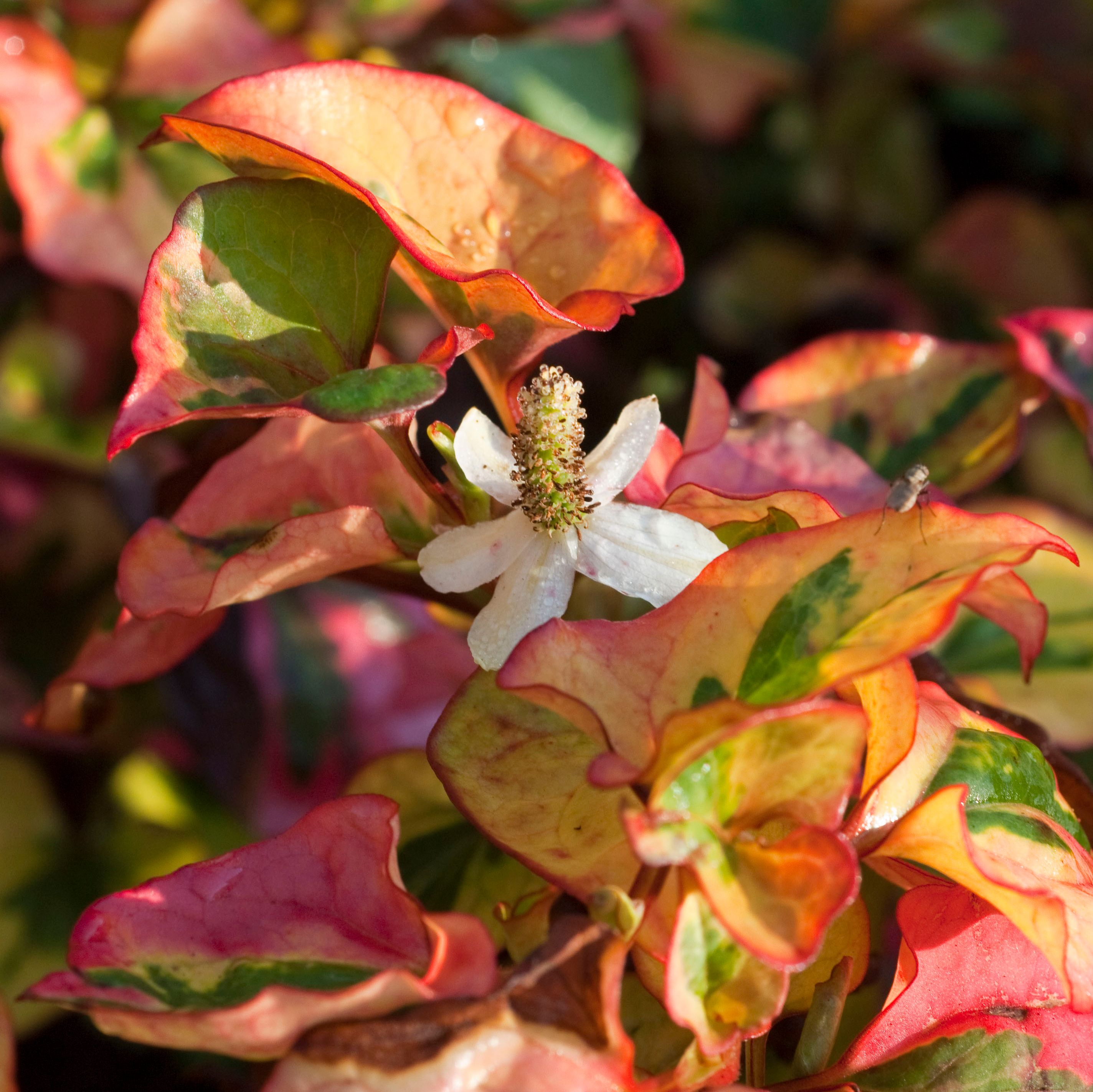 HOUTTUYNIA cordata \