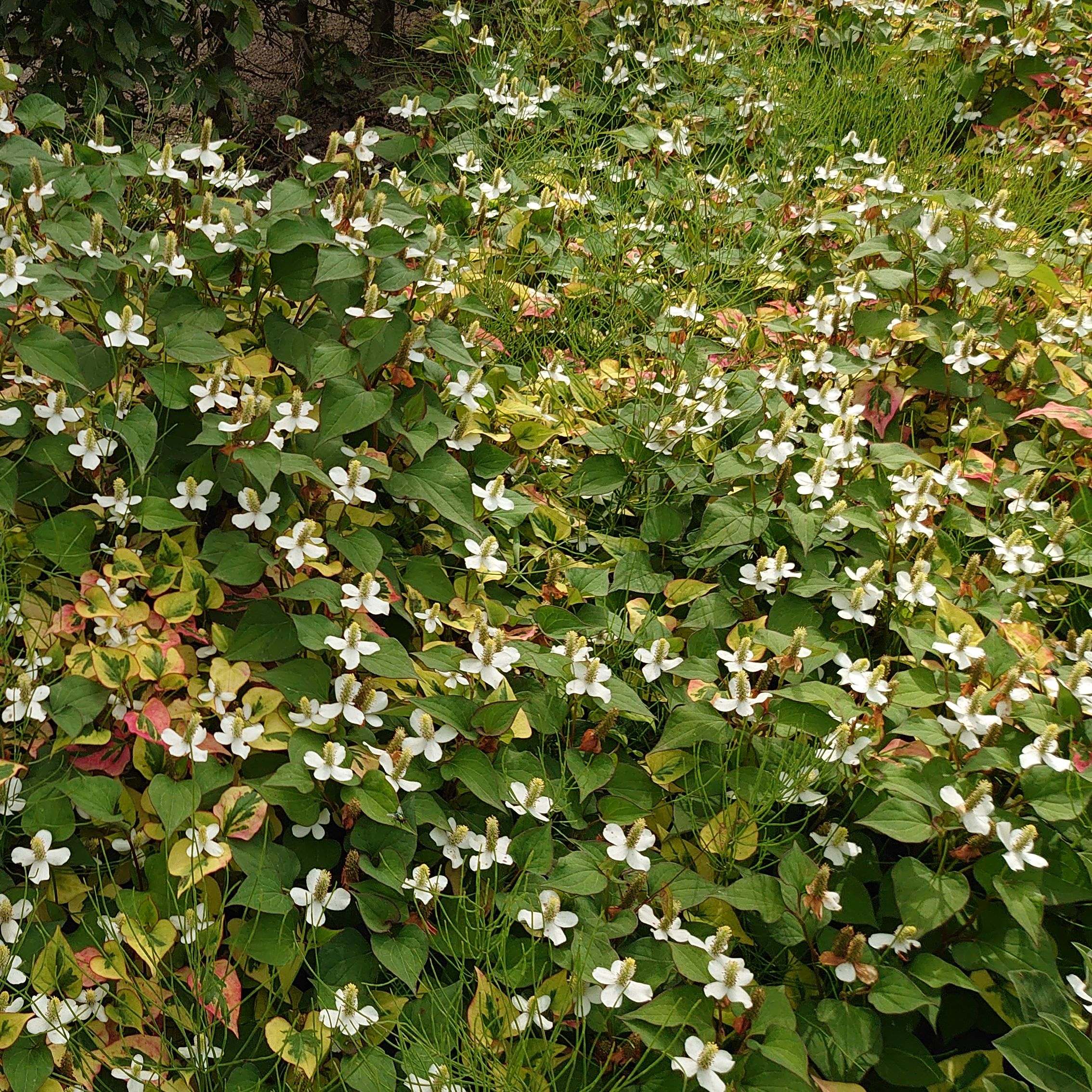 HOUTTUYNIA cordata \