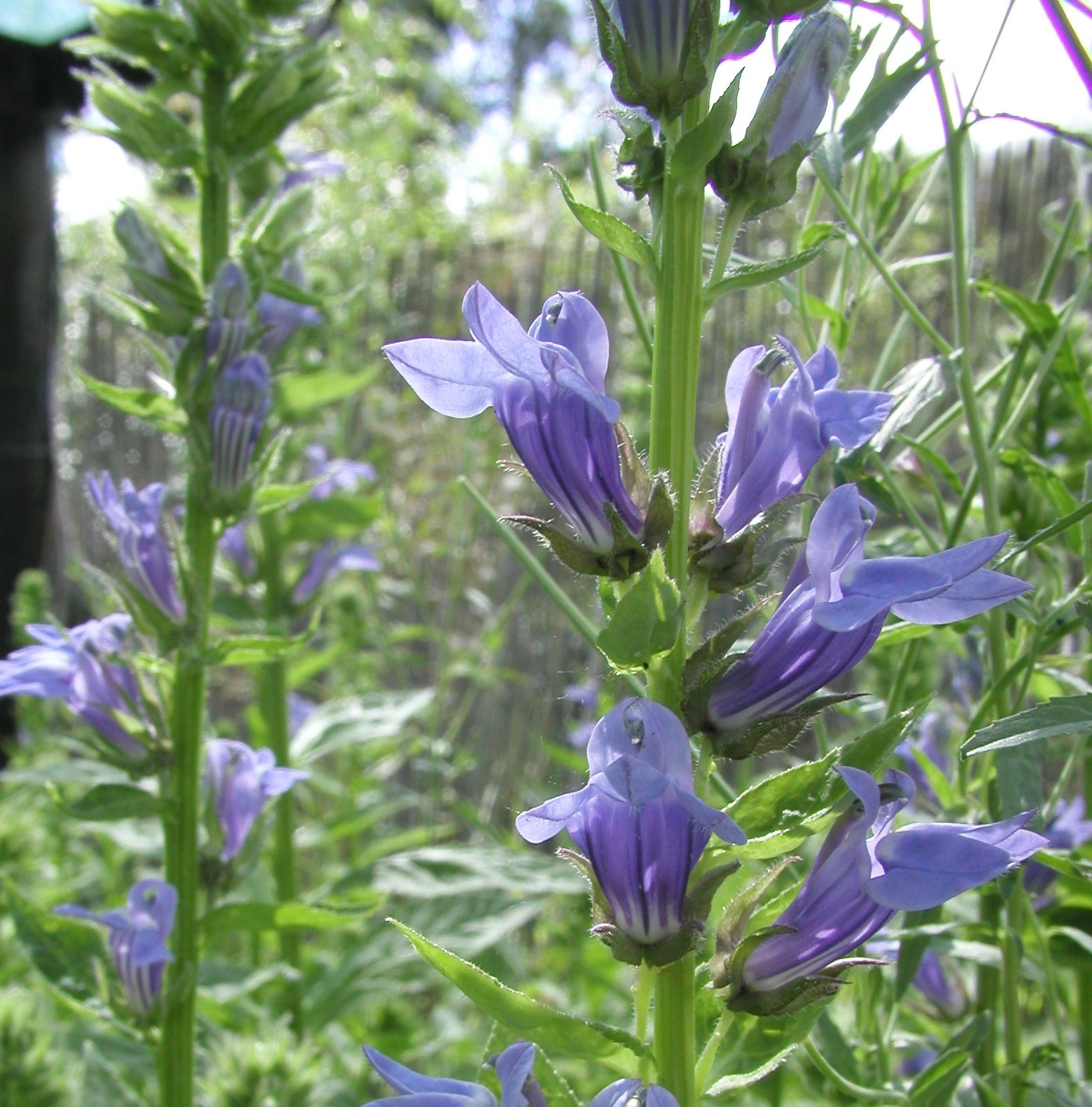 LOBELIA siphilitica 