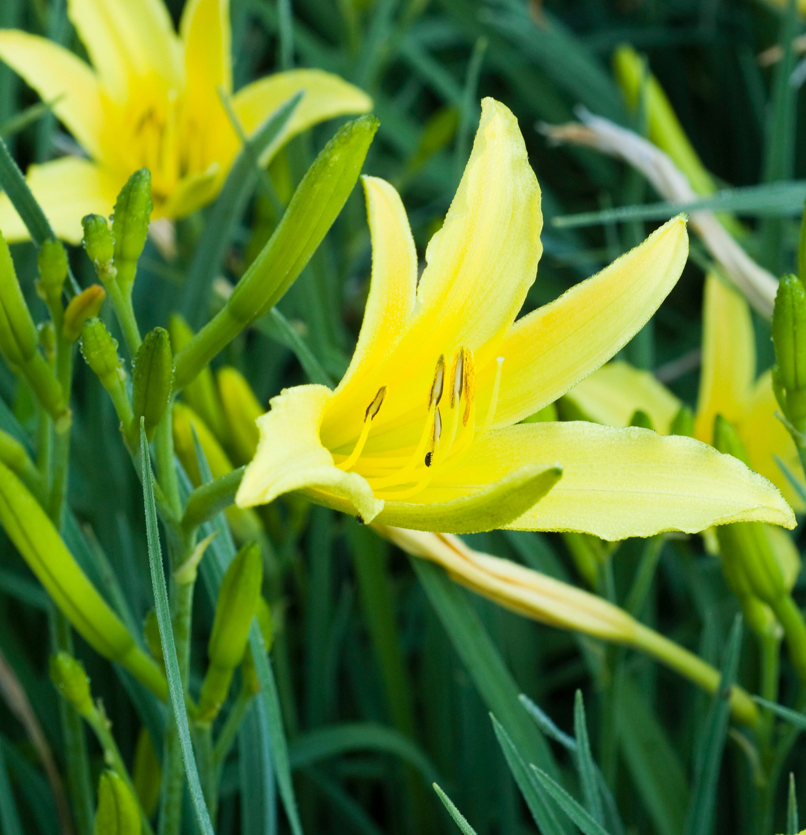 HEMEROCALLIS