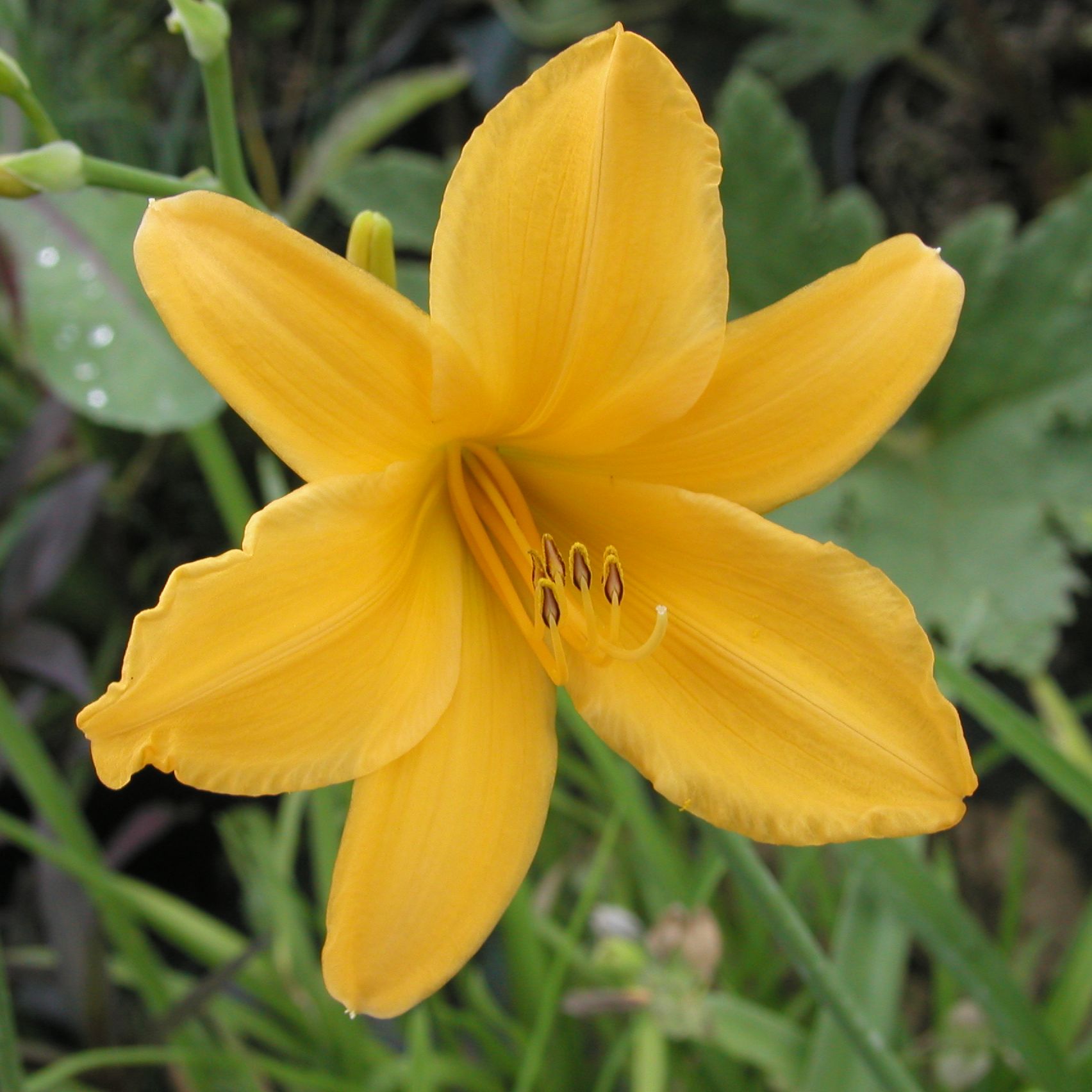 HEMEROCALLIS