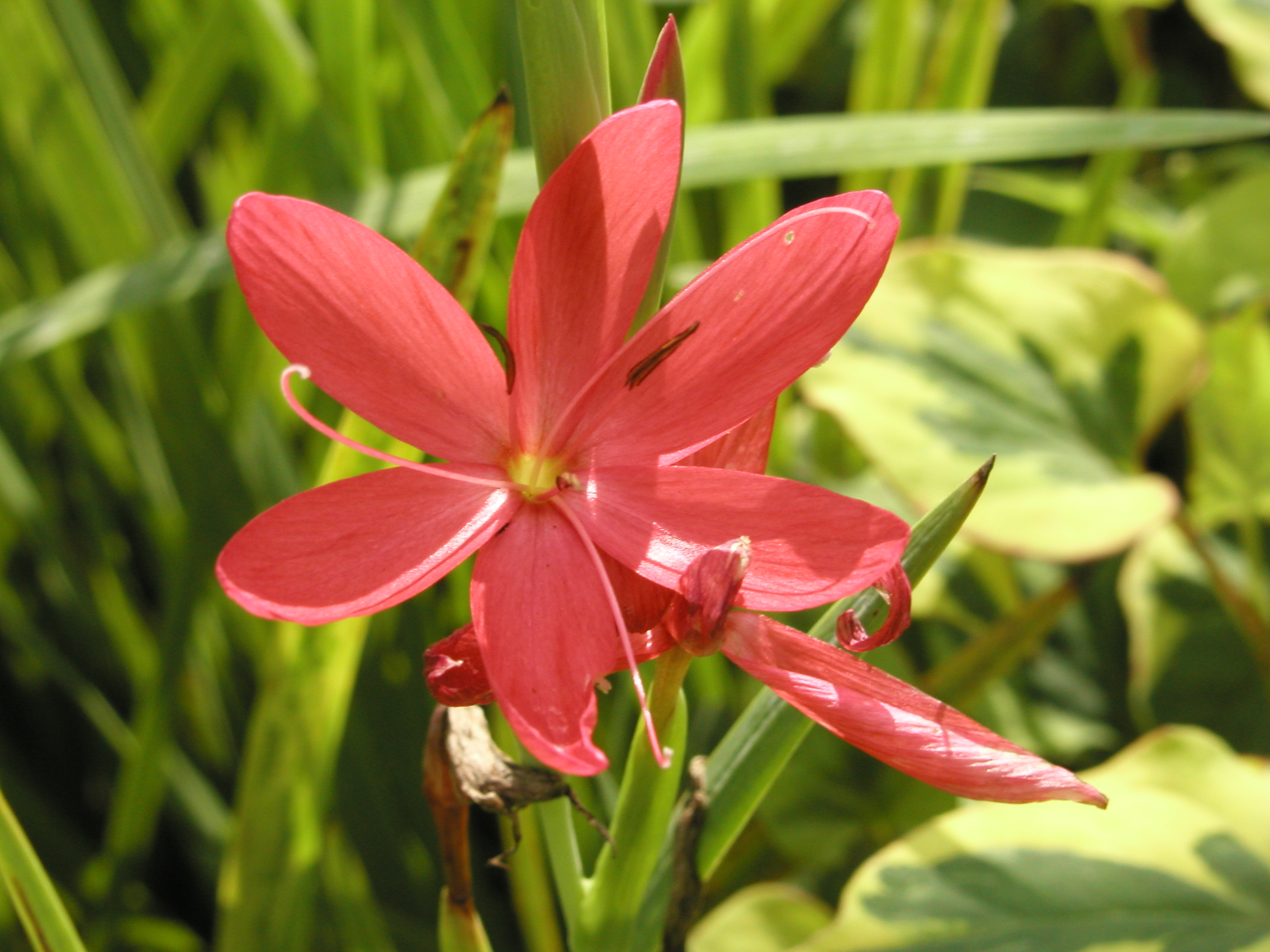 SCHIZOSTYLIS coccinea 