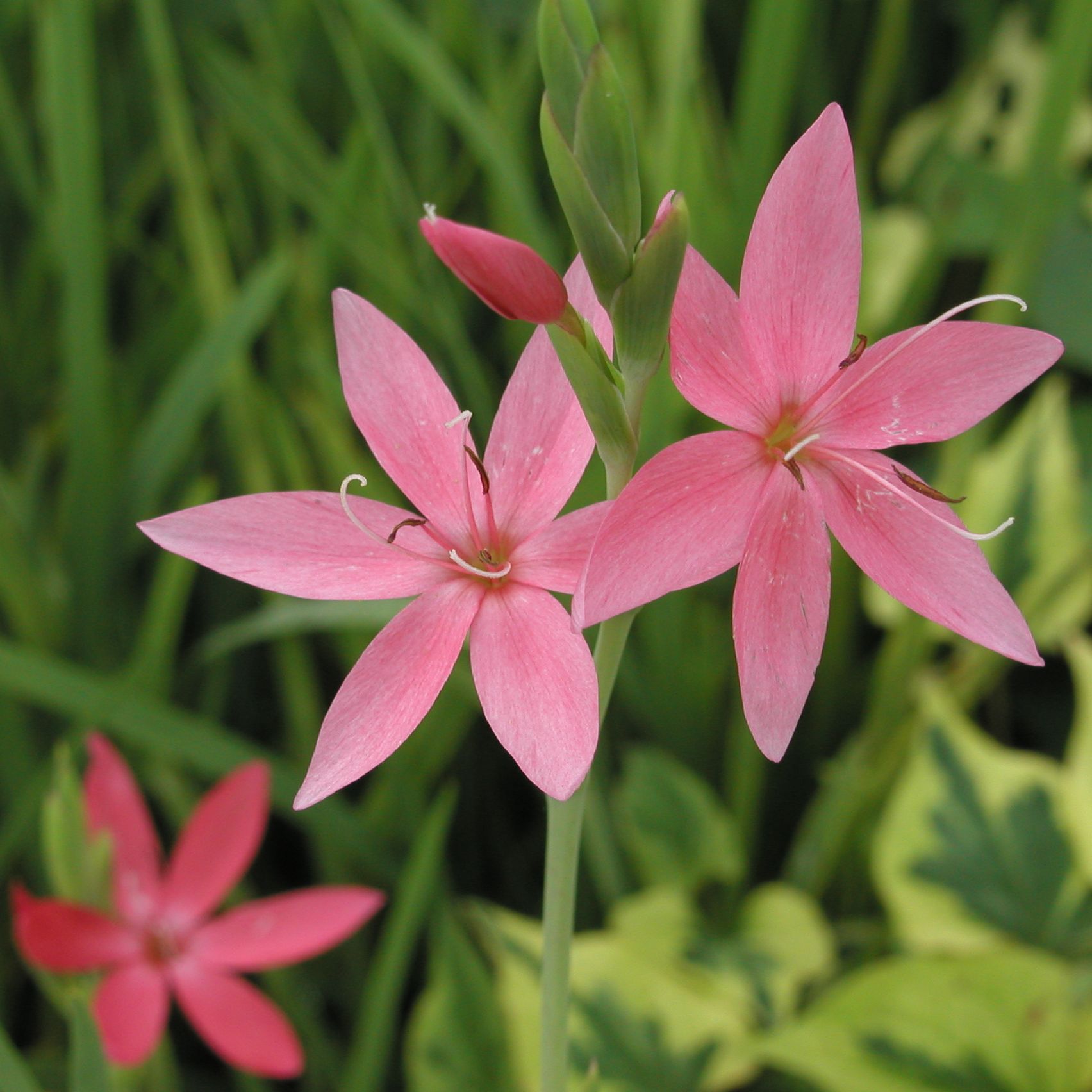 SCHIZOSTYLIS coccinea 