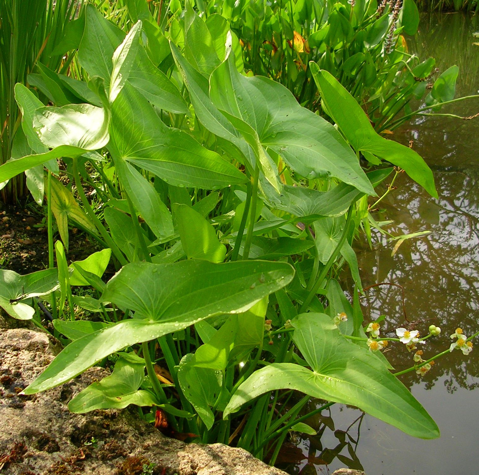 SAGITTARIA sagittifolia