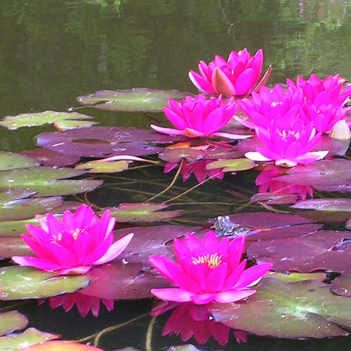 NYMPHAEA \