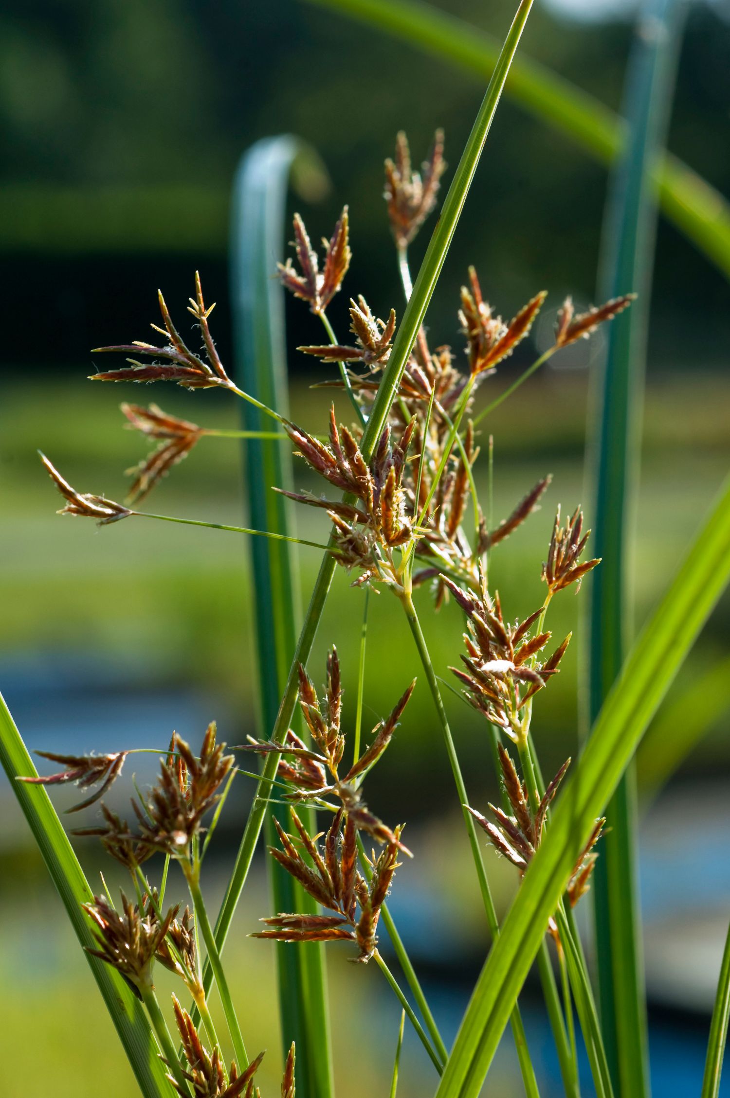 CYPERUS longus