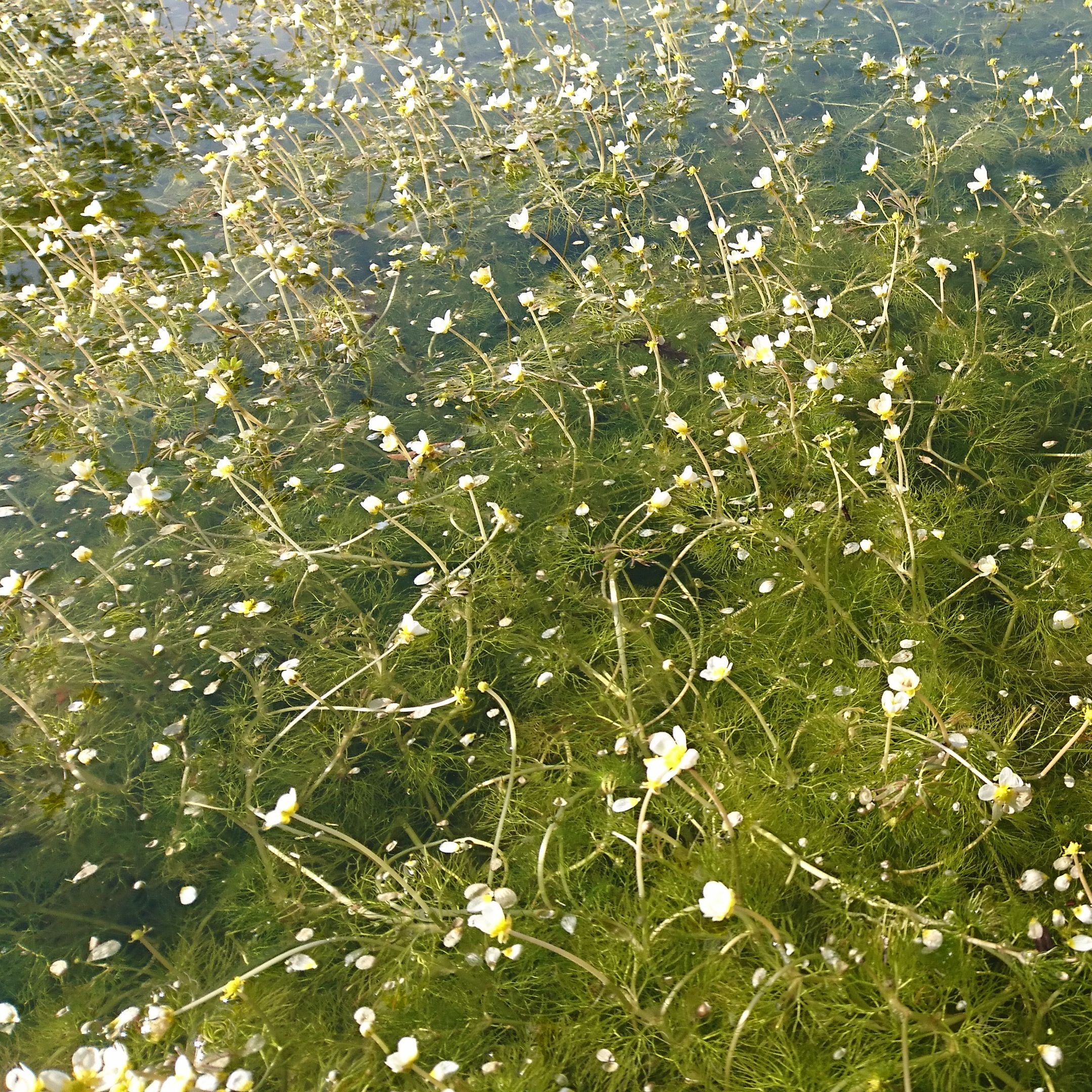 RANUNCULUS aquatilis