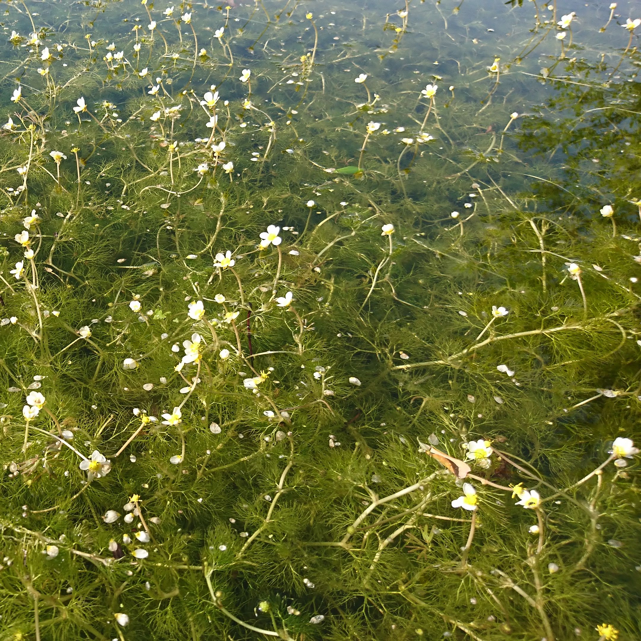 RANUNCULUS aquatilis