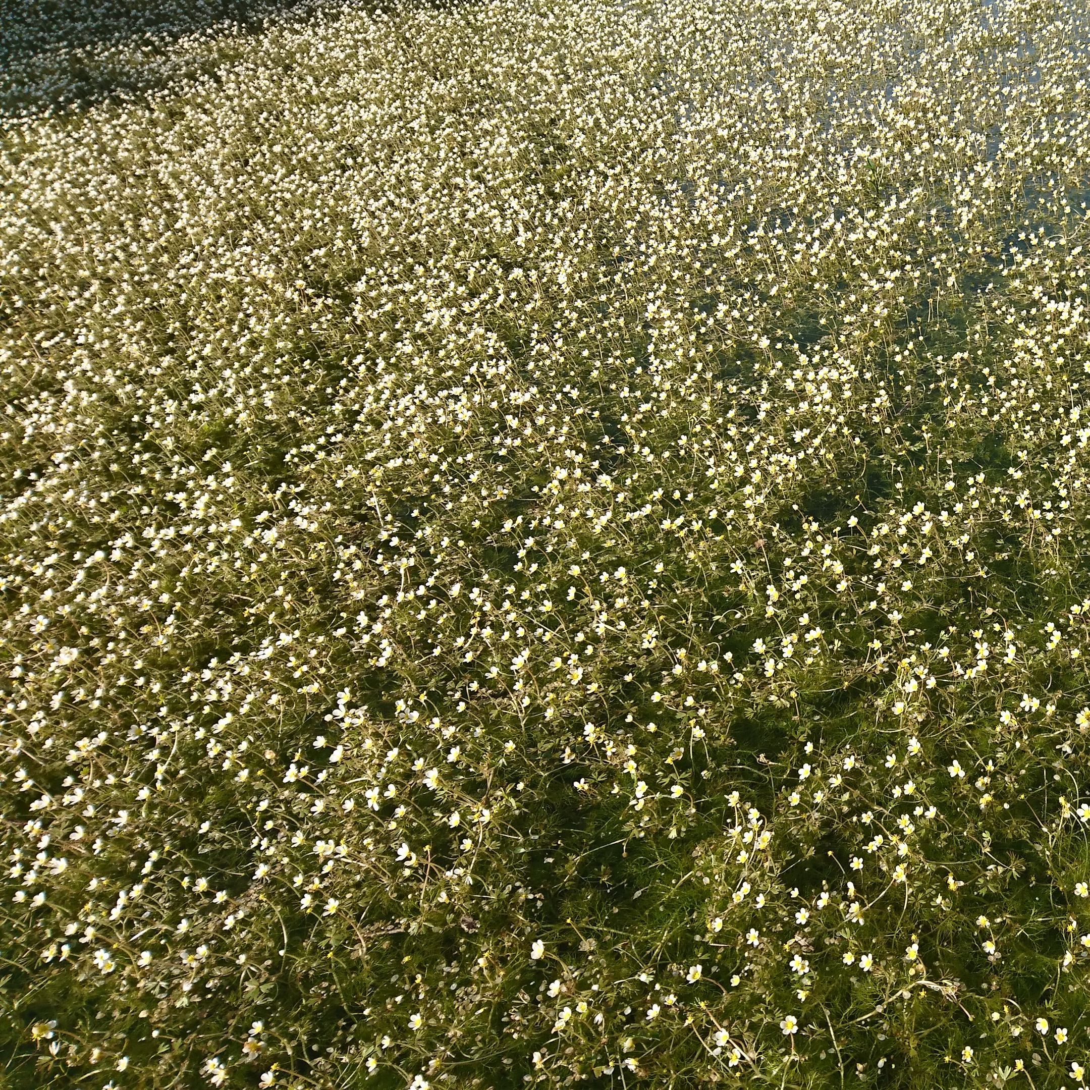 RANUNCULUS aquatilis