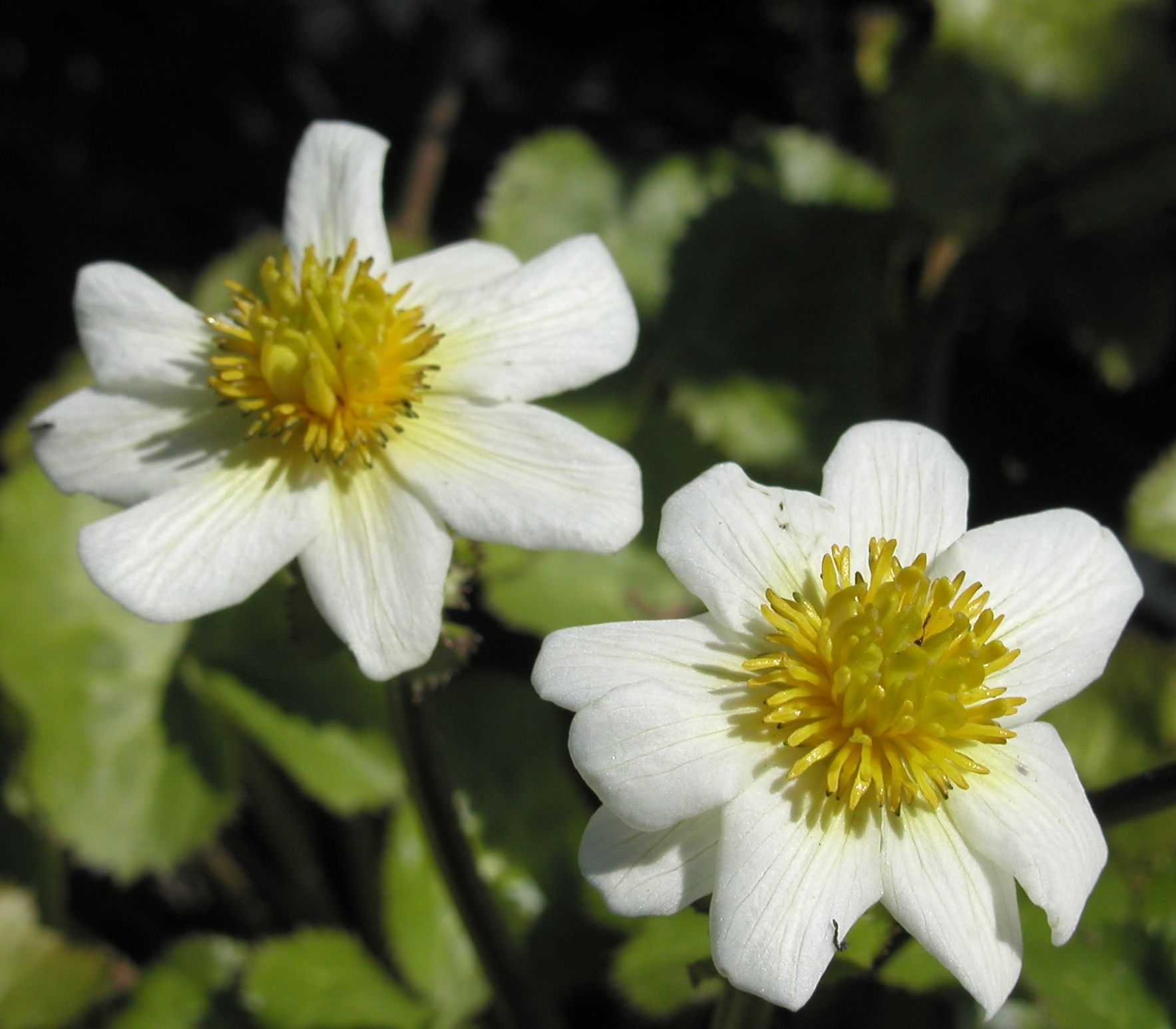 CALTHA palustris \