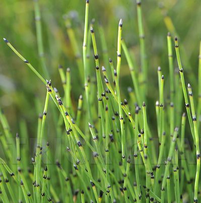 EQUISETUM scirpoïdes