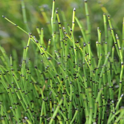 EQUISETUM scirpoïdes