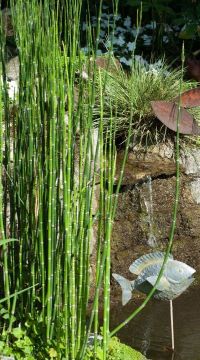 EQUISETUM americanum