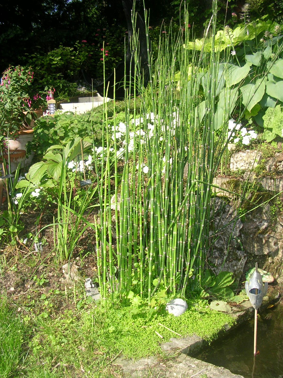 EQUISETUM americanum