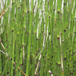 EQUISETUM americanum