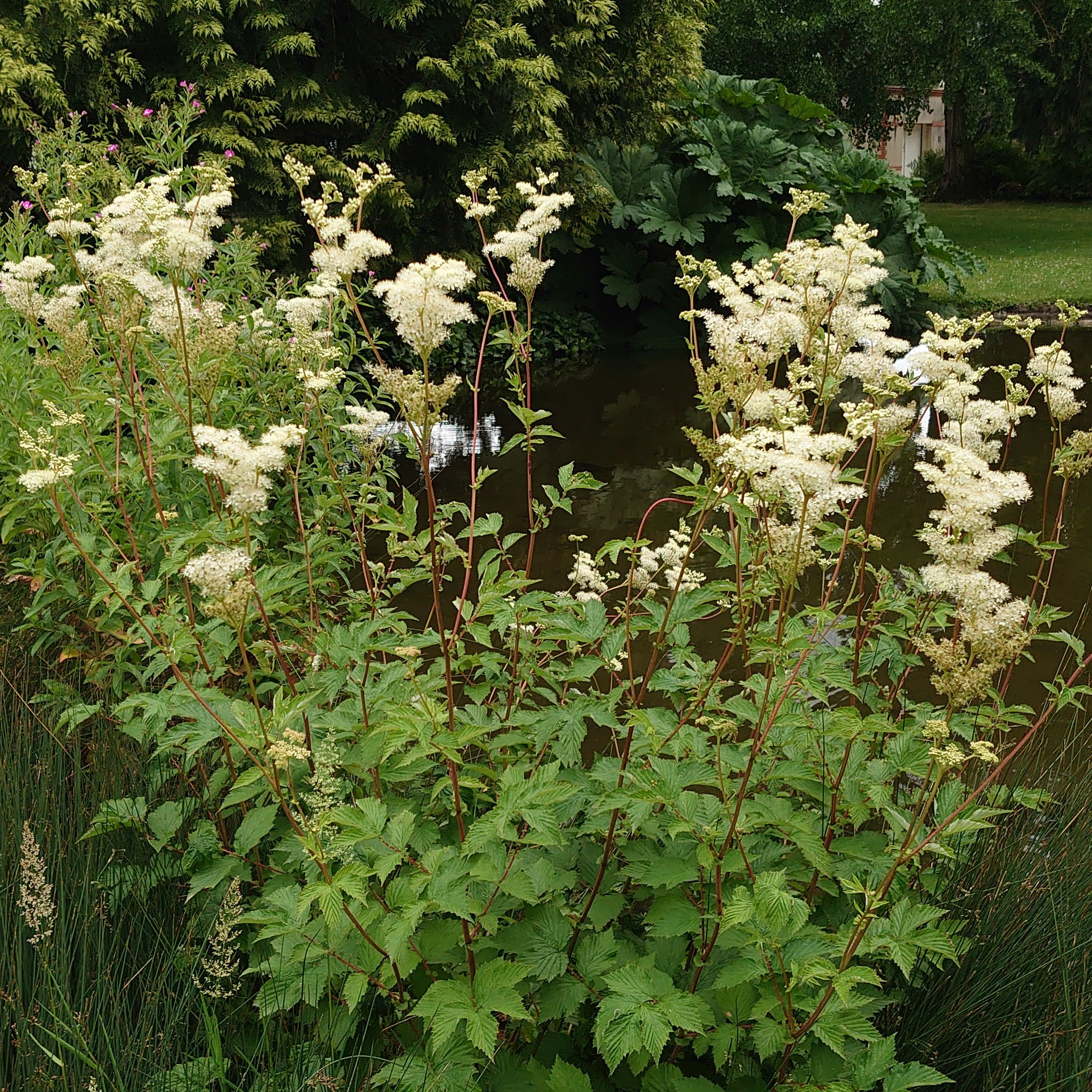 FILIPENDULA ulmaria