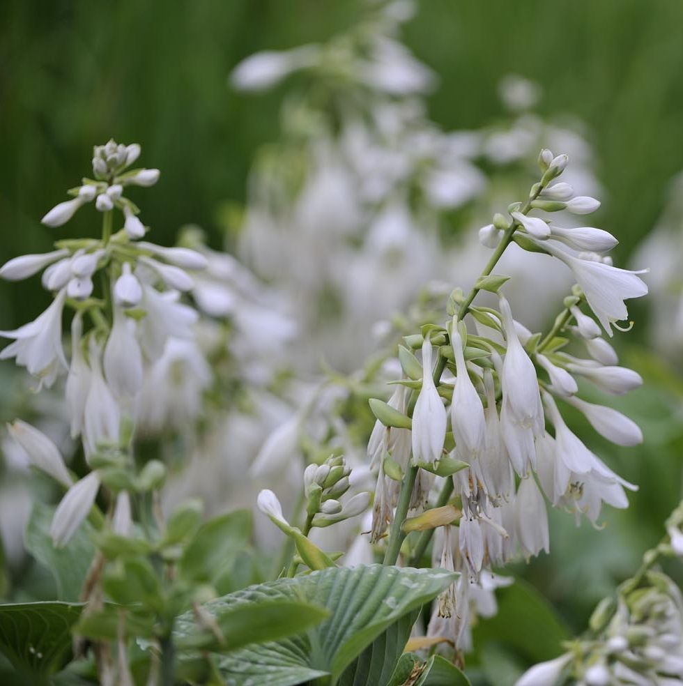 HOSTA