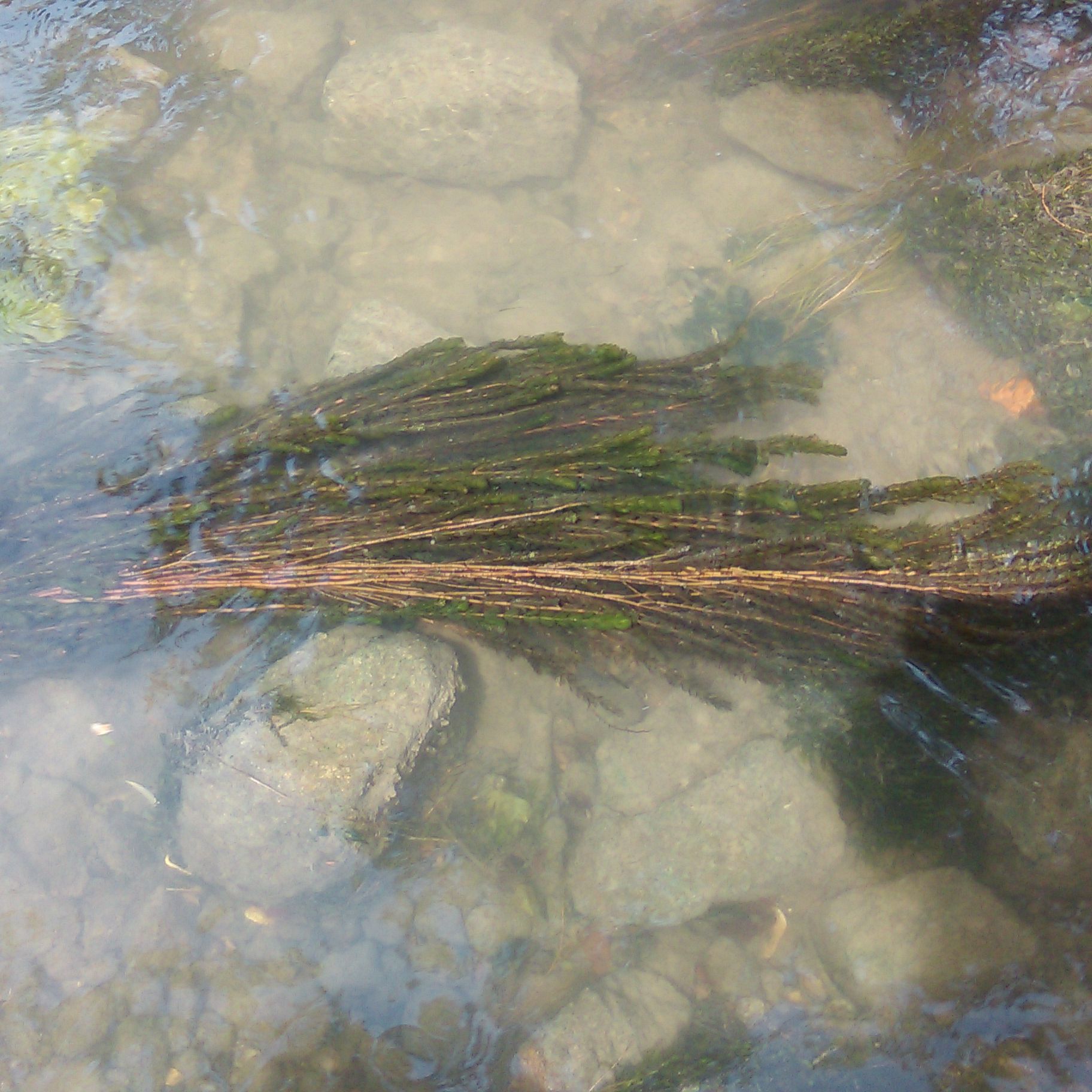 MYRIOPHYLLUM verticillatum