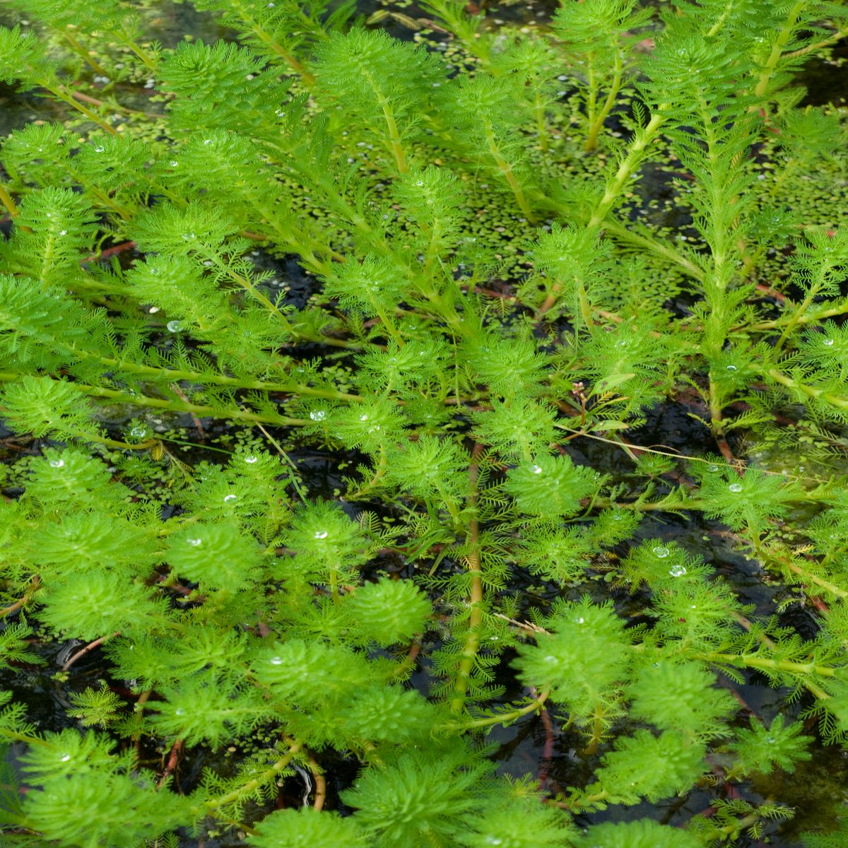 MYRIOPHYLLUM aquaticum